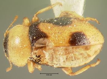 Media type: image;   Entomology 6748 Aspect: habitus dorsal view